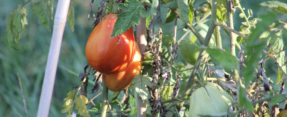III the gardens at Els Picots 2019
