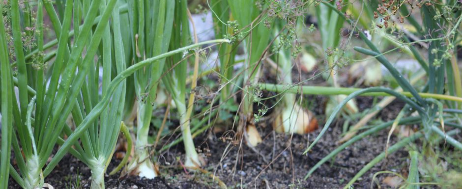GGG the gardens at Els Picots 2019