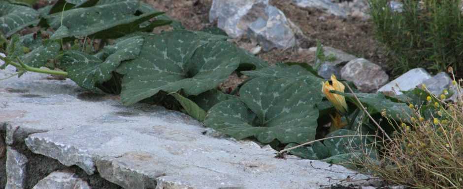 NNN the gardens at Els Picots 2016