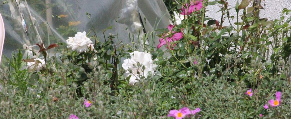 EEE the gardens at Els Picots 2020