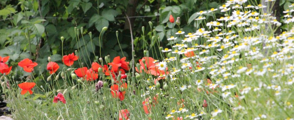 AAA the gardens at Els Picots 2020