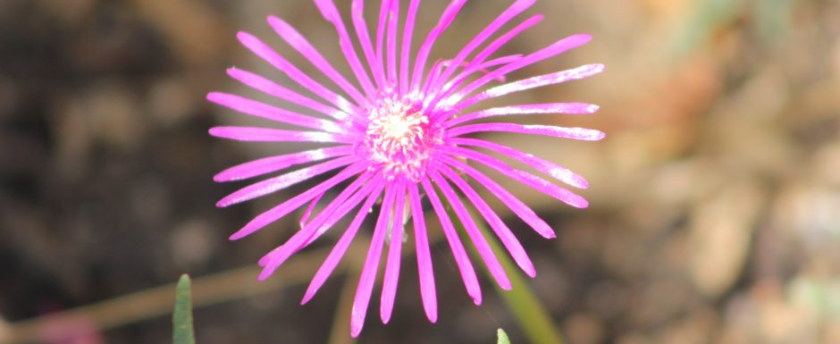 YYY the gardens at Els Picots 2016
