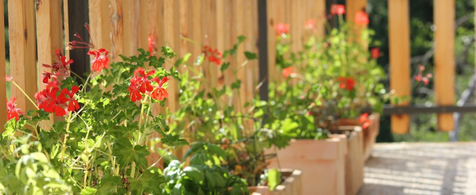 ZZZ the gardens at Els Picots 2016