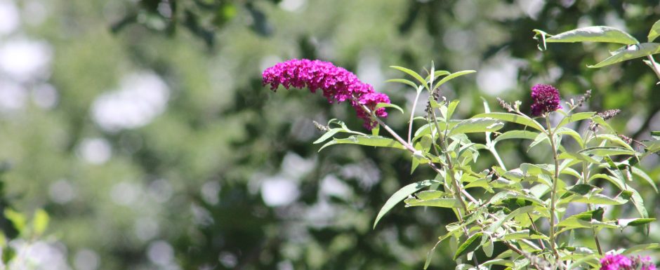 HHH the gardens at Els Picots 2020