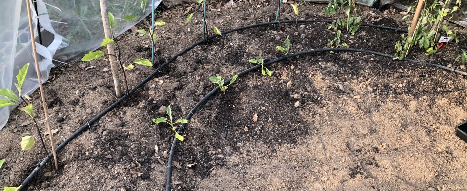 EEE the gardens at Els Picots 2019