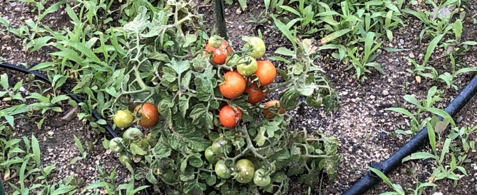 YYY the gardens at els picots 2019