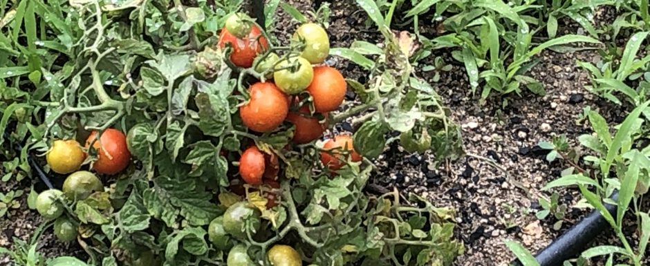 PPP the gardens at Els Picots 2019