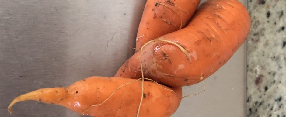 QQQ the gardens at Els Picots 2019