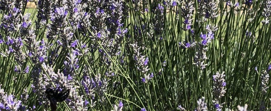 XXX the gardens at els picots 2019
