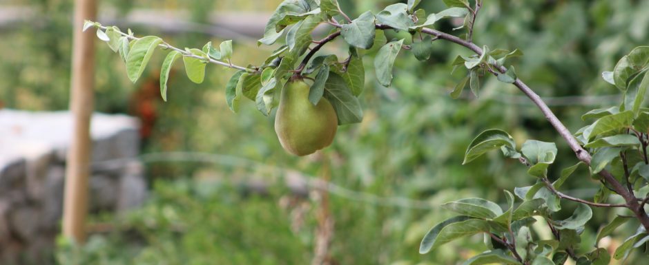 QQQ 2014 harvest