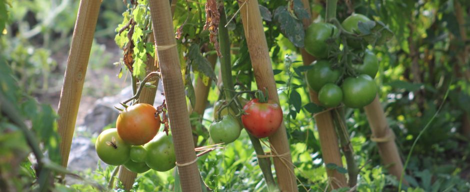 VVV 2014 harvest