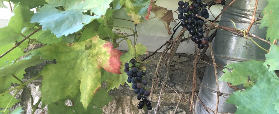 ZZZ the gardens at els picots 2019