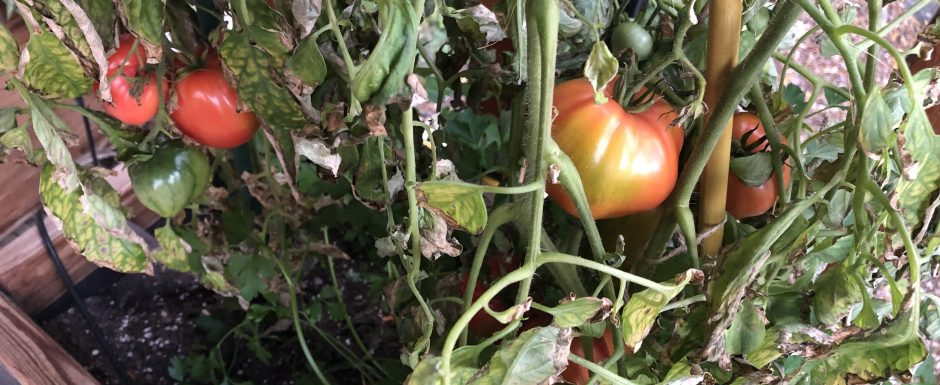 ZZZA the gardens at els picots 2019