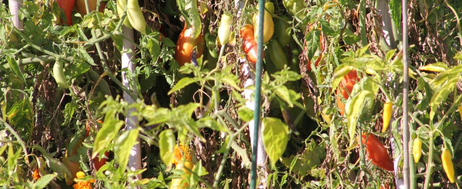 OOO harvest 2017