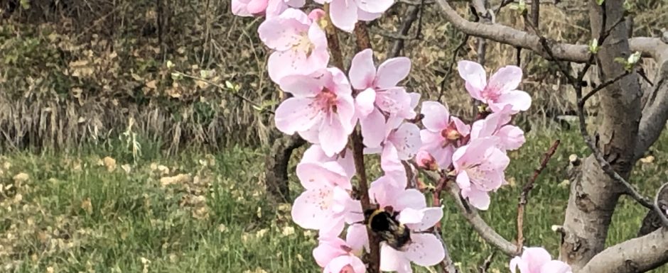 AAL the gardens at Els Picots 2020