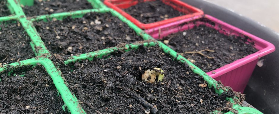 AAC the gardens at Els Picots 2020