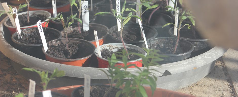 EEF the gardens at els picots 2021