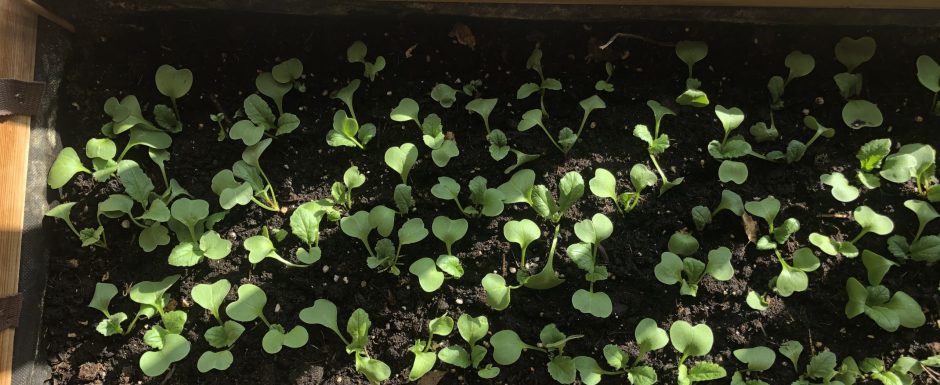 AAE the gardens at Els Picots 2020