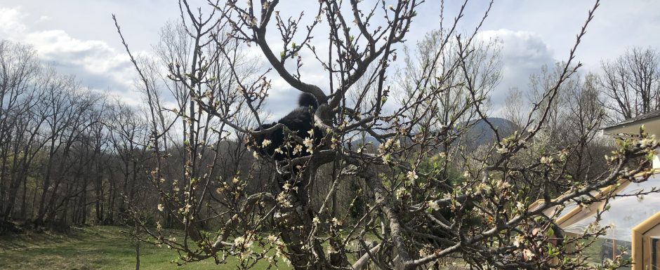 AAM the gardens at Els Picots 2020