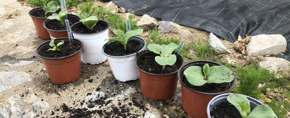 LLLA the gardens at els picots 2020