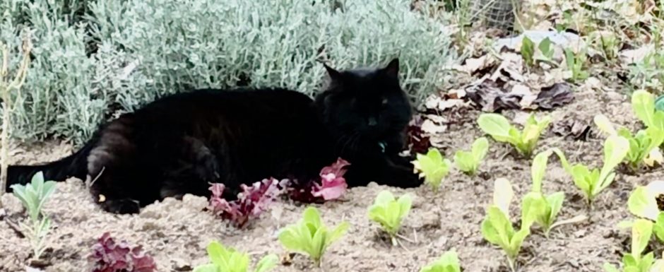 LLLJ the gardens at els picots 2020