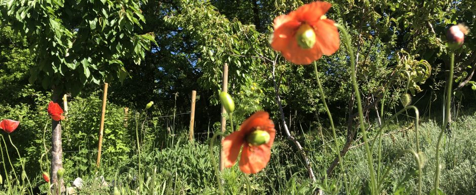 CCCA the gardens at els picots 2020