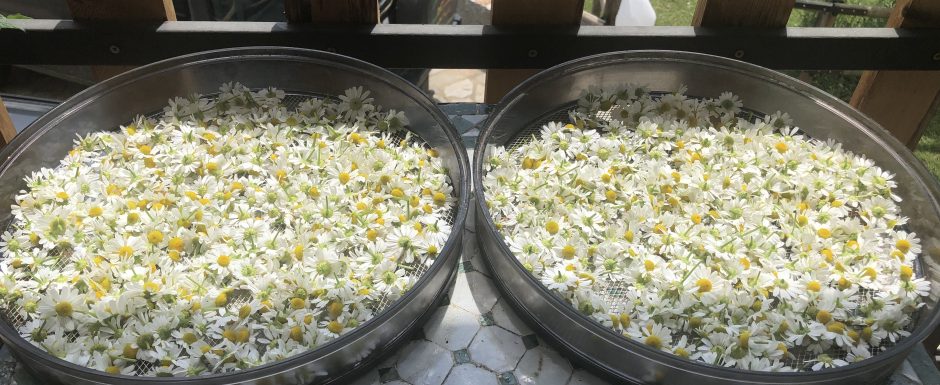 LLL harvest festival 2020