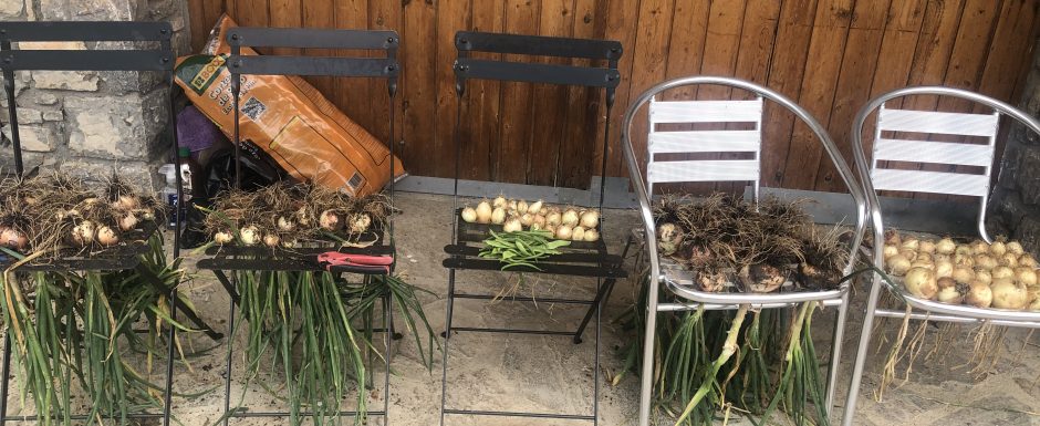 QQQ harvest festival 2020