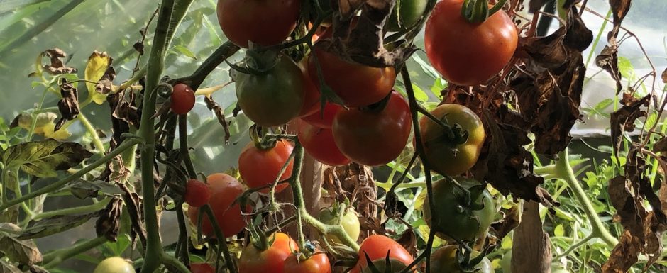 RRR harvest festival 2020