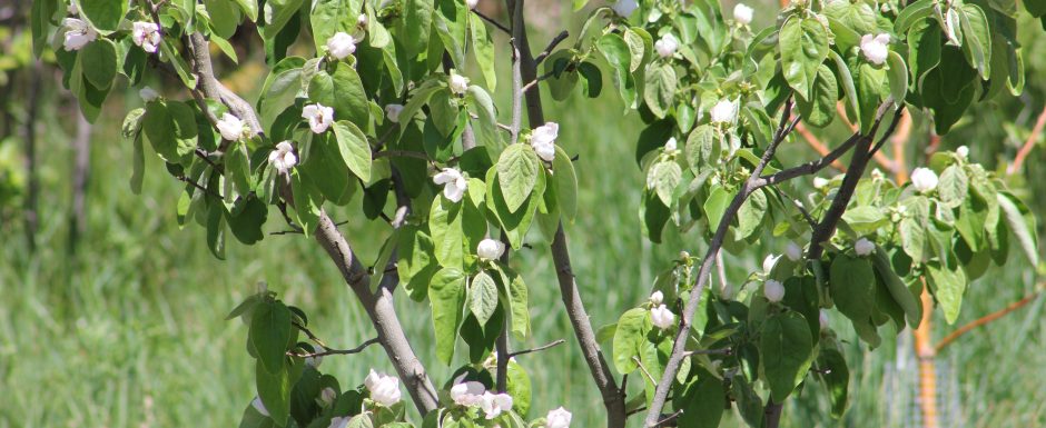FFF The gardens at Els Picots 2018
