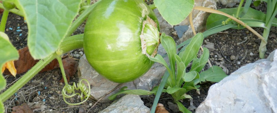 VVV the gardens at Els Picots 2020