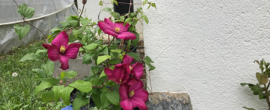 GGR the gardens at els picots 2021
