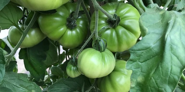 QQR the gardens at els picots 2021