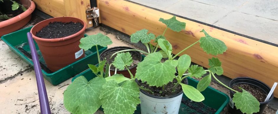 FFG the gardens at els picots 2021