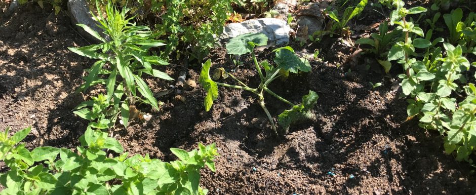 GGI the gardens at els picots 2021
