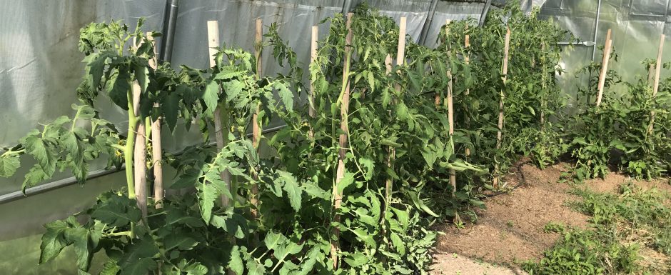 QQQ the gardens at els picots 2021