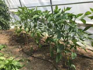 PPU the gardens at els picots 2021