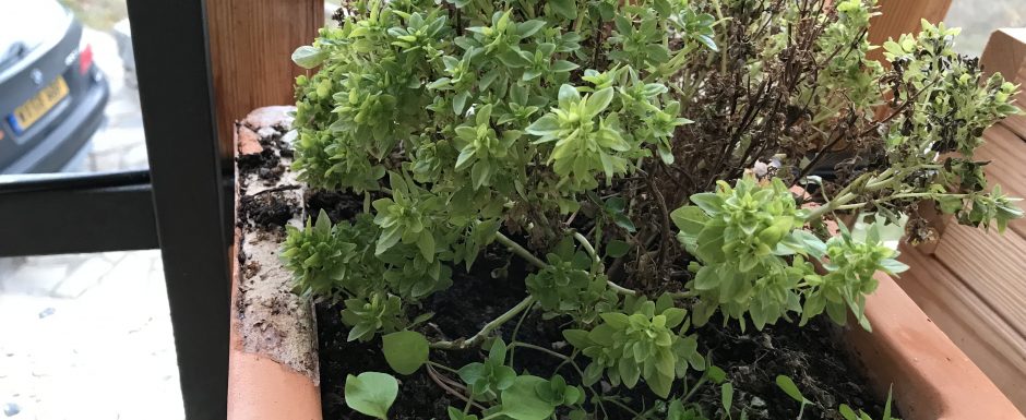 RRZA the gardens at els picots 2021