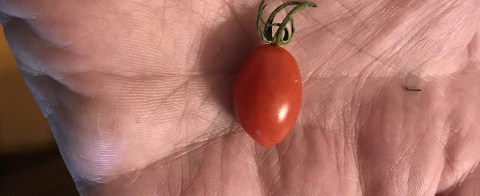 VVV The 2021 Harvest
