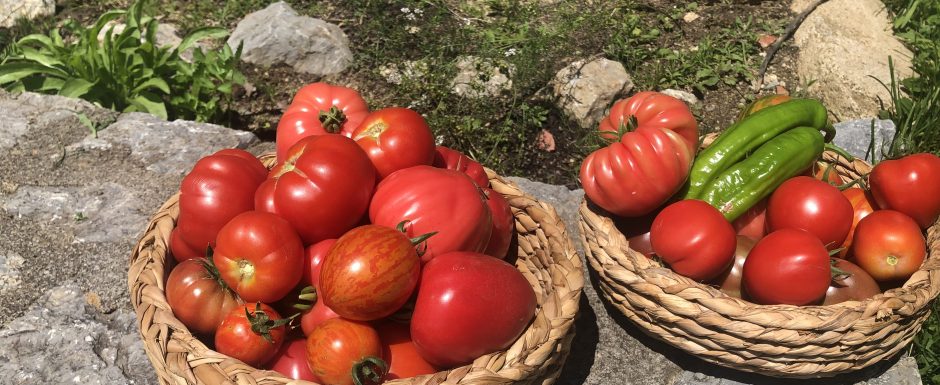 KKM The 2021 Harvest