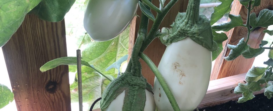 RRY the gardens at els picots 2021