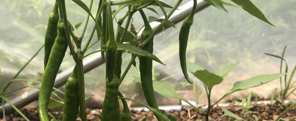 NNN The gardens at els picots 2022