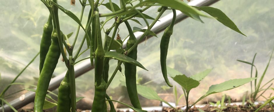 PPP the gardens at els picots 2021