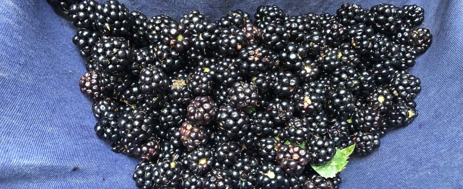 JJL The 2021 Harvest