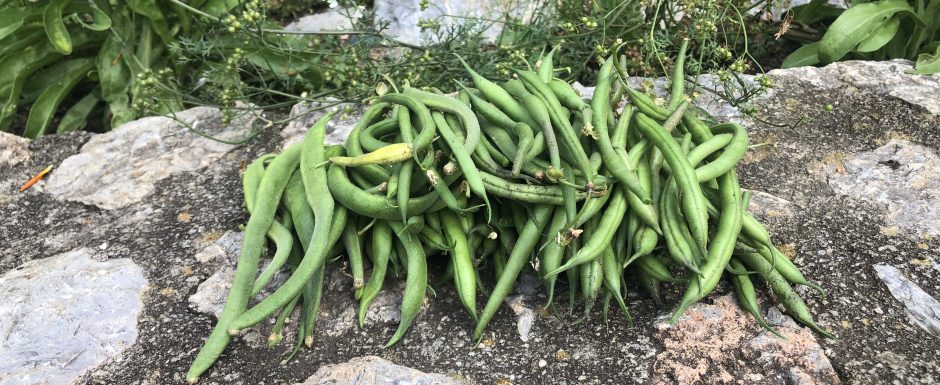 DDD The 2021 Harvest