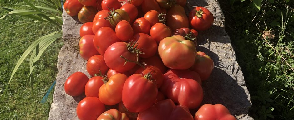AAA The 2021 Harvest