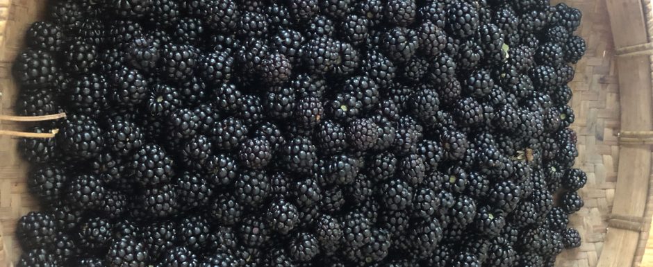 CCC harvest 2022